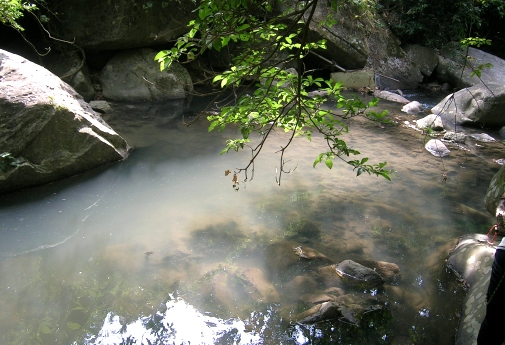 Chuen Lung - By Ho Fung College (Sponsored by Sik Sik Yuen)